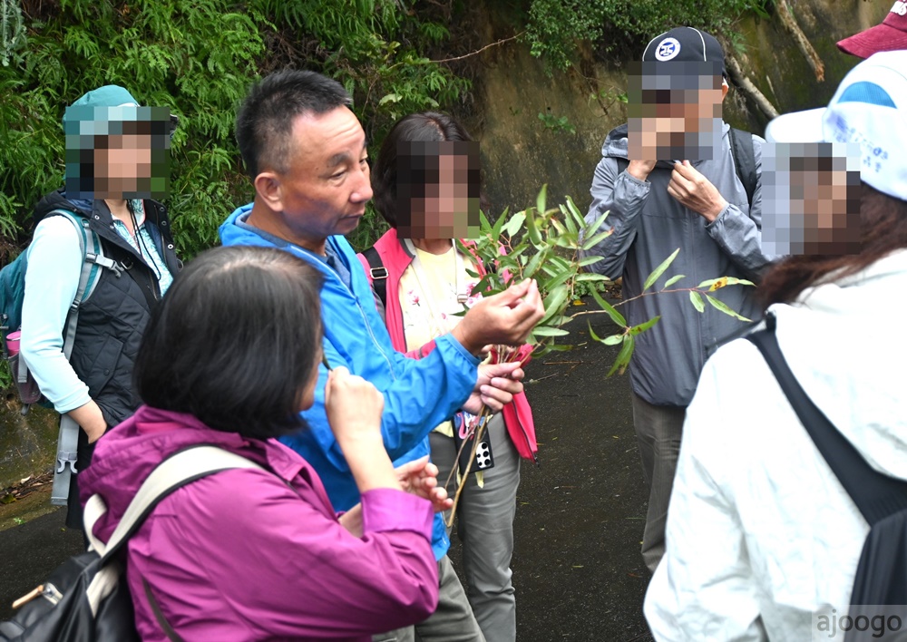 2026桃園景點 小木屋休閒農場-竹圃茶園 林口旁的秘境茶園農莊 茶樹精油DIY與特色套餐 2026桃園景點 小木屋休閒農場-竹圃茶園 林口旁的秘境茶園農莊 茶樹精油DIY與特色套餐