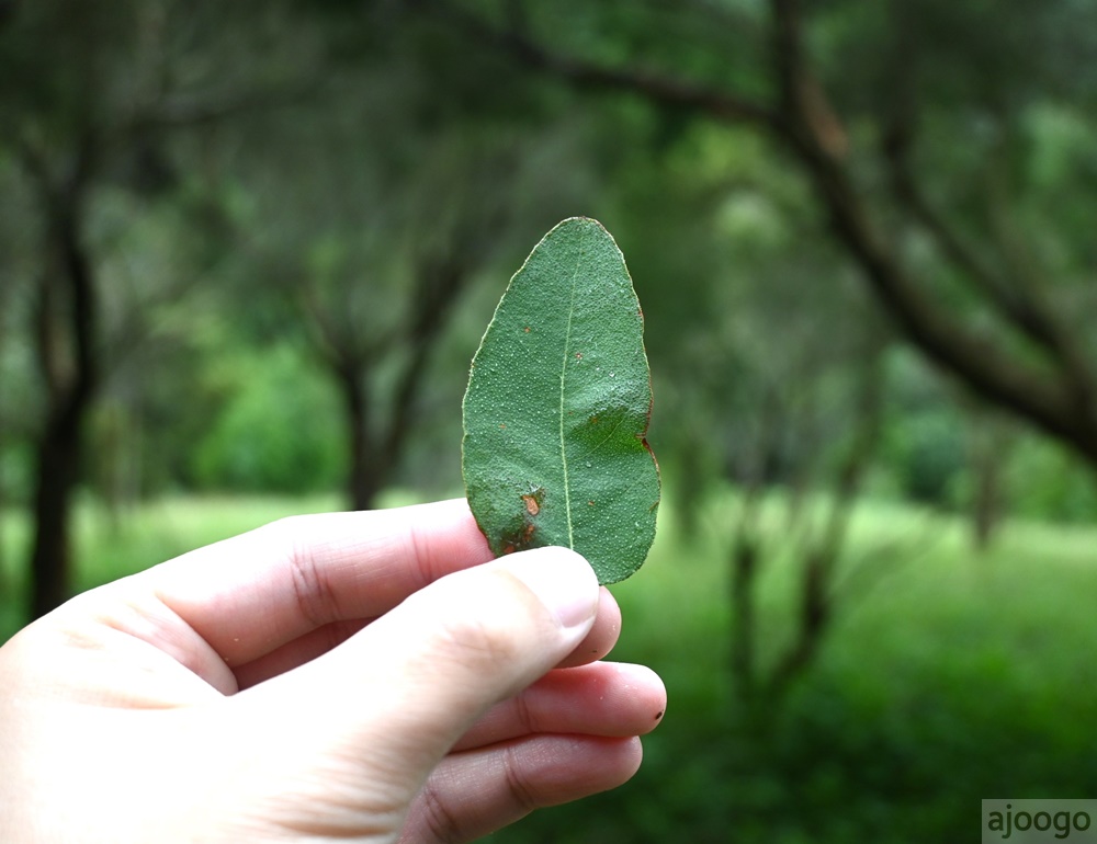 2026桃園景點 小木屋休閒農場-竹圃茶園 林口旁的秘境茶園農莊 茶樹精油DIY與特色套餐
