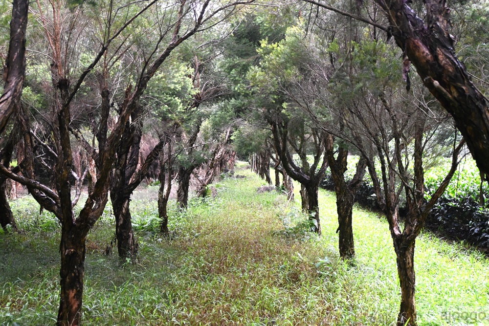 2026桃園景點 小木屋休閒農場-竹圃茶園 林口旁的秘境茶園農莊 茶樹精油DIY與特色套餐 2026桃園景點 小木屋休閒農場-竹圃茶園 林口旁的秘境茶園農莊 茶樹精油DIY與特色套餐