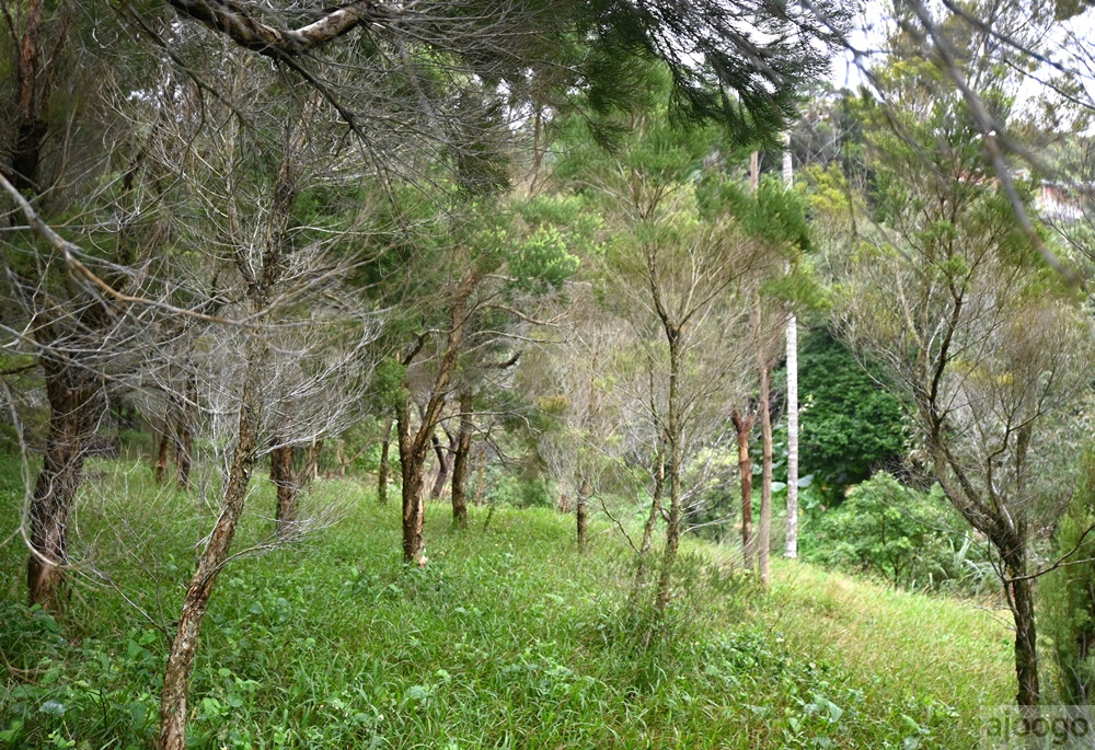 2026桃園景點 小木屋休閒農場-竹圃茶園 林口旁的秘境茶園農莊 茶樹精油DIY與特色套餐 2026桃園景點 小木屋休閒農場-竹圃茶園 林口旁的秘境茶園農莊 茶樹精油DIY與特色套餐