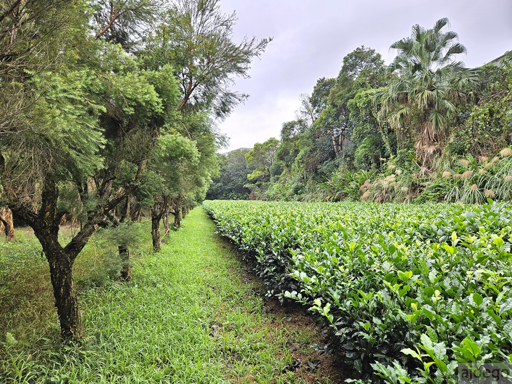 2026桃園景點 小木屋休閒農場-竹圃茶園 林口旁的秘境茶園農莊 茶樹精油DIY與特色套餐