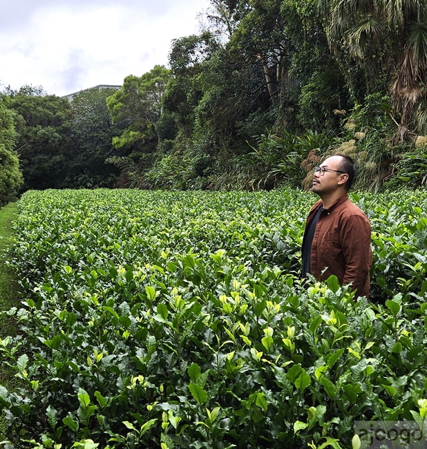2026桃園景點 小木屋休閒農場-竹圃茶園 林口旁的秘境茶園農莊 茶樹精油DIY與特色套餐 2026桃園景點 小木屋休閒農場-竹圃茶園 林口旁的秘境茶園農莊 茶樹精油DIY與特色套餐