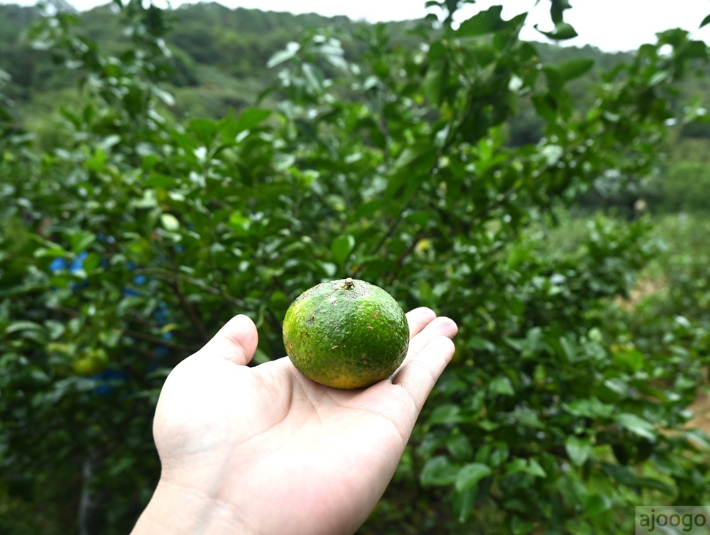 2026桃園景點 小木屋休閒農場-竹圃茶園 林口旁的秘境茶園農莊 茶樹精油DIY與特色套餐