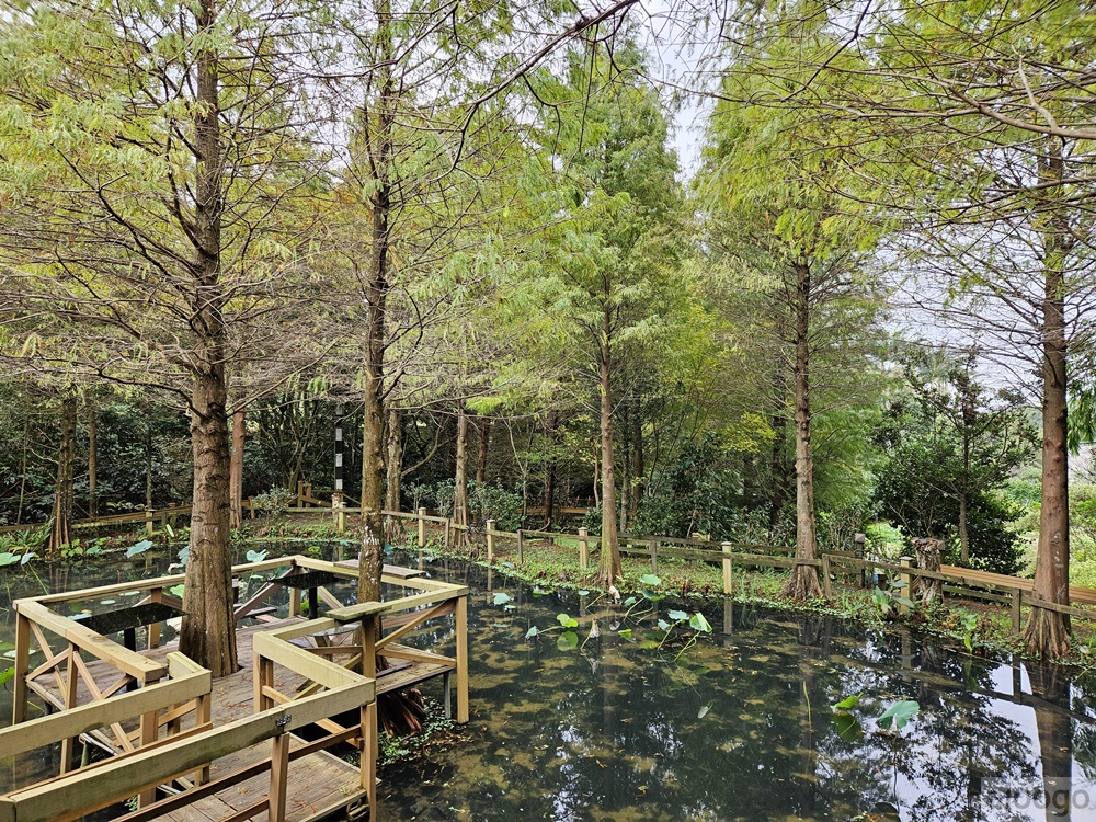 2026桃園景點 小木屋休閒農場-竹圃茶園 林口旁的秘境茶園農莊 茶樹精油DIY與特色套餐 2026桃園景點 小木屋休閒農場-竹圃茶園 林口旁的秘境茶園農莊 茶樹精油DIY與特色套餐