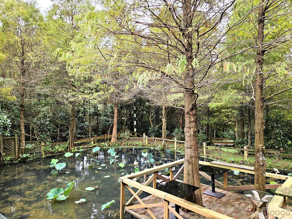 2026桃園景點 小木屋休閒農場-竹圃茶園 林口旁的秘境茶園農莊 茶樹精油DIY與特色套餐