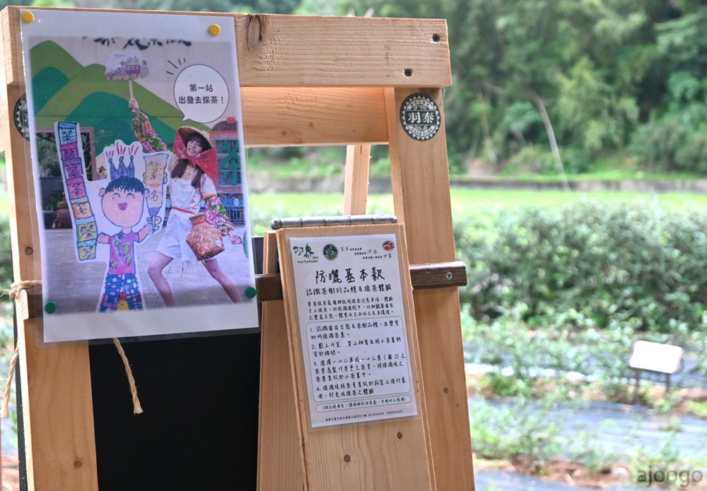 2026桃園景點 羽泰製茶廠 百年茶園有趣的採茶製茶DIY體驗 桃園一日遊