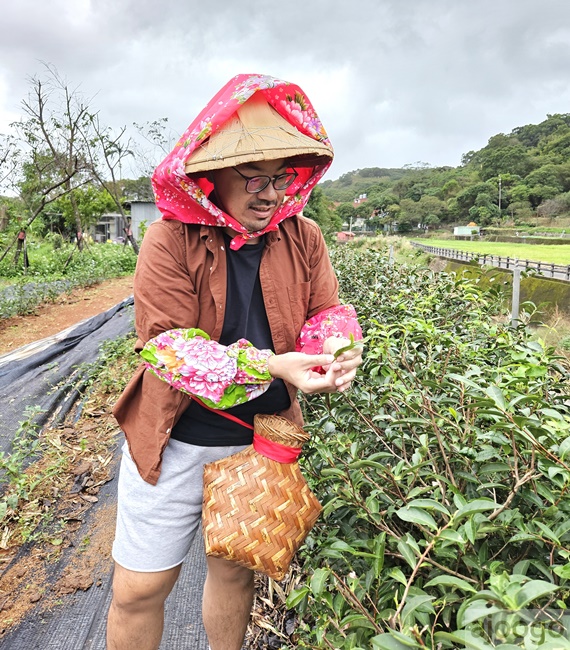 2026桃園景點 羽泰製茶廠 百年茶園有趣的採茶製茶DIY體驗 桃園一日遊