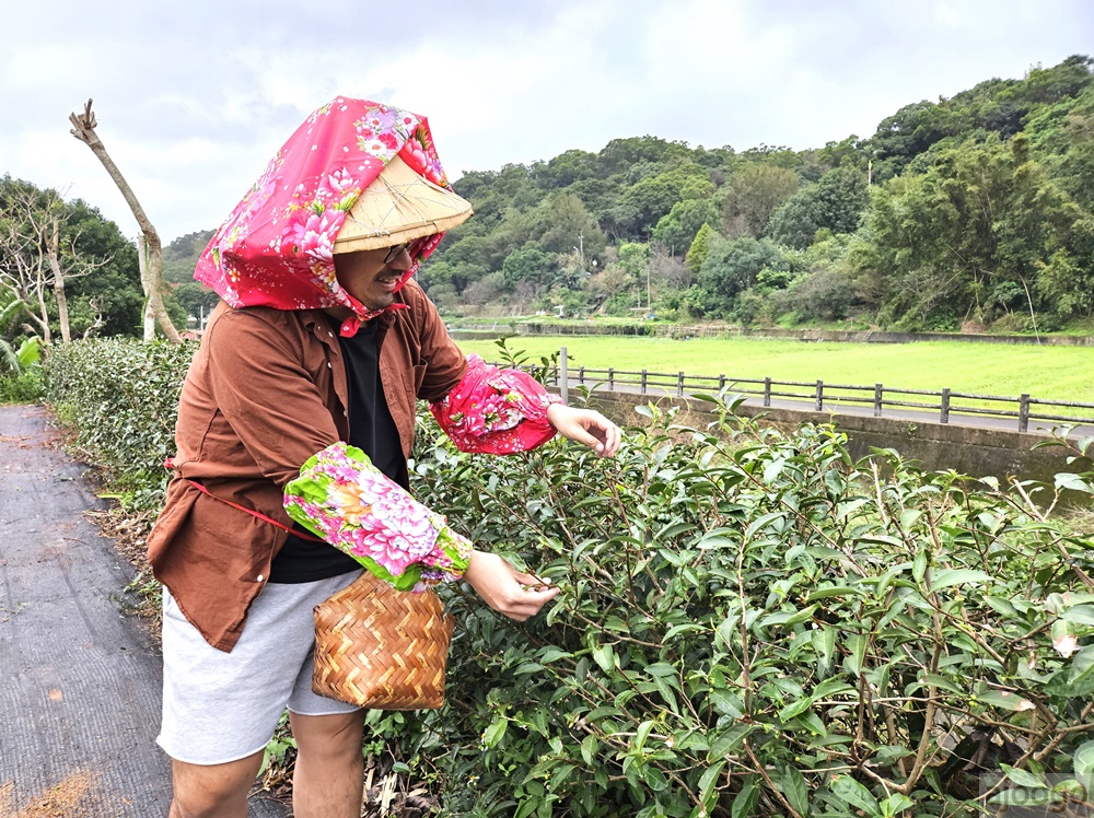2026桃園景點 羽泰製茶廠 百年茶園有趣的採茶製茶DIY體驗 桃園一日遊 2026桃園景點 羽泰製茶廠 百年茶園有趣的採茶製茶DIY體驗 桃園一日遊