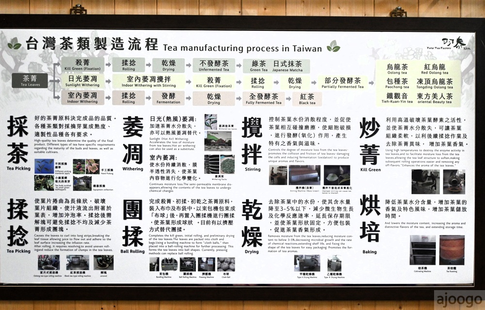 2026桃園景點 羽泰製茶廠 百年茶園有趣的採茶製茶DIY體驗 桃園一日遊