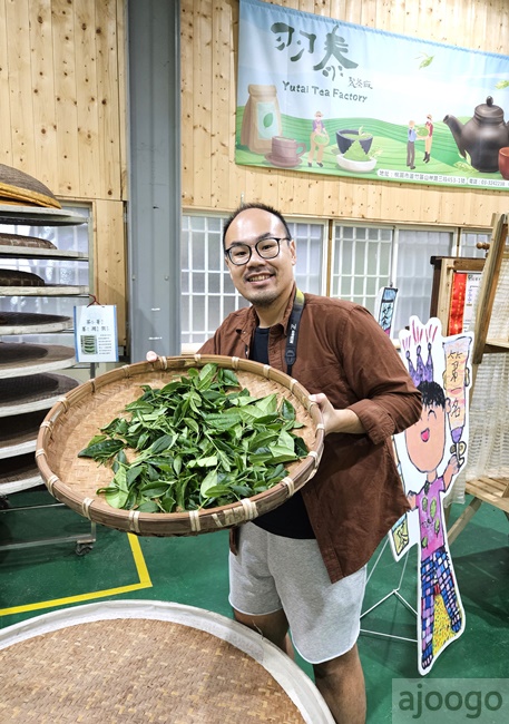 2026桃園景點 羽泰製茶廠 百年茶園有趣的採茶製茶DIY體驗 桃園一日遊
