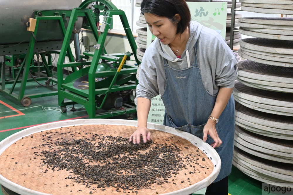 2026桃園景點 羽泰製茶廠 百年茶園有趣的採茶製茶DIY體驗 桃園一日遊