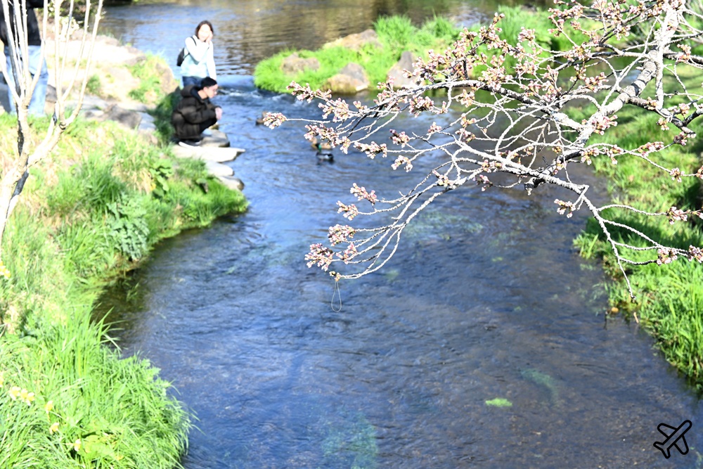 日本旅遊 忍野八海 富士山景點 忍野八海美食、忍野八海交通 日本旅遊 忍野八海 富士山景點 忍野八海美食、忍野八海交通