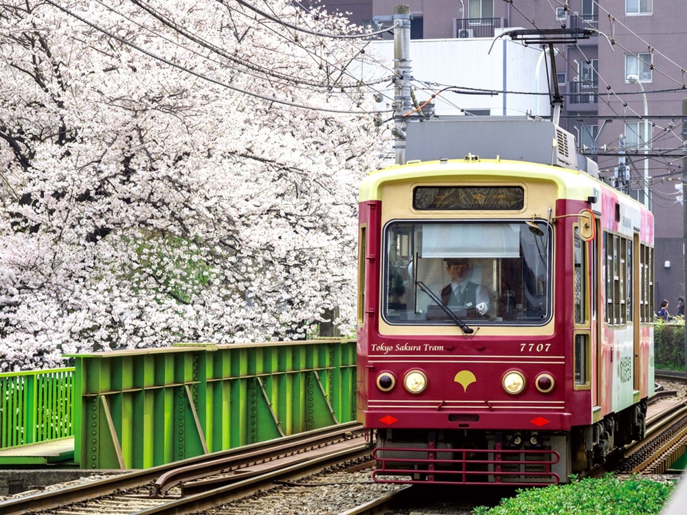 2026東京景點 東京櫻花開花時間 東京自由行 熱門東京賞櫻景點整理