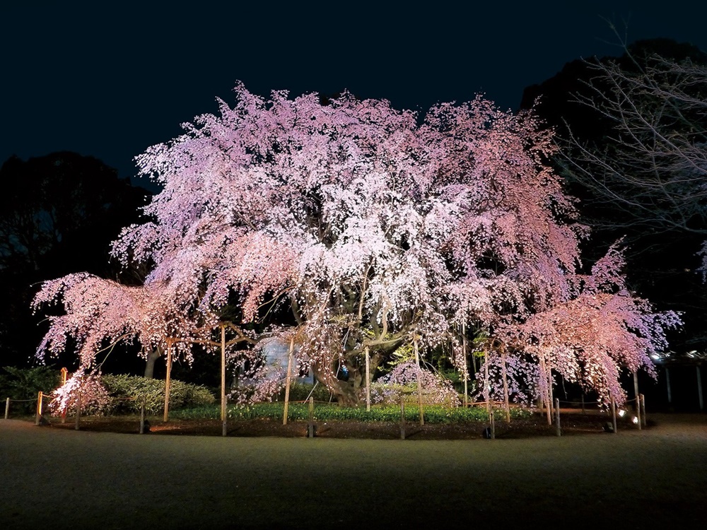 2026東京景點 東京櫻花開花時間 東京自由行 熱門東京賞櫻景點整理