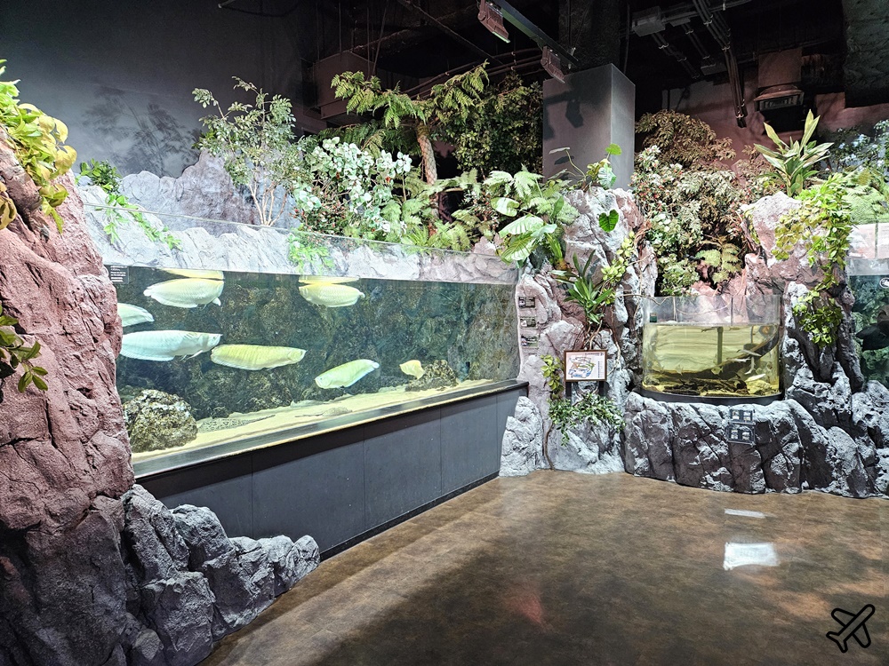 2026沖繩自由行 DMM Kariyushi水族館 購物+逛水族館一次完成 最新沖繩景點