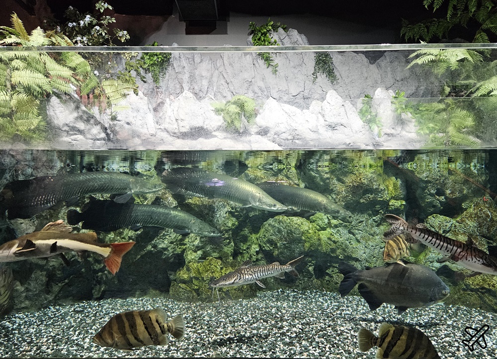 2026沖繩自由行 DMM Kariyushi水族館 購物+逛水族館一次完成 最新沖繩景點