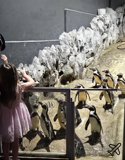 2026沖繩自由行 DMM Kariyushi水族館 購物+逛水族館一次完成 最新沖繩景點