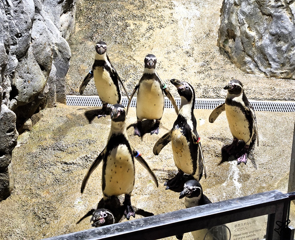 2026沖繩自由行 沖繩FunPass/Okinawa FunPASS DMM水族館、玉泉洞、鳳梨園、古宇利海洋塔