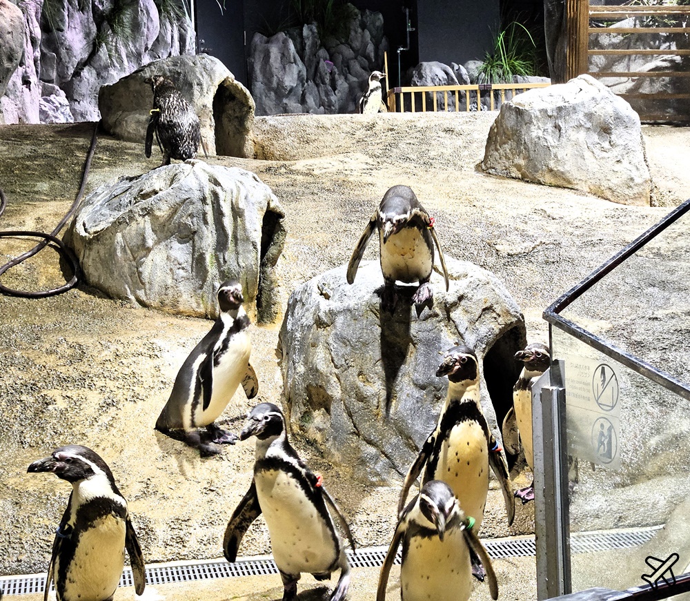 2026沖繩自由行 DMM Kariyushi水族館 購物+逛水族館一次完成 最新沖繩景點