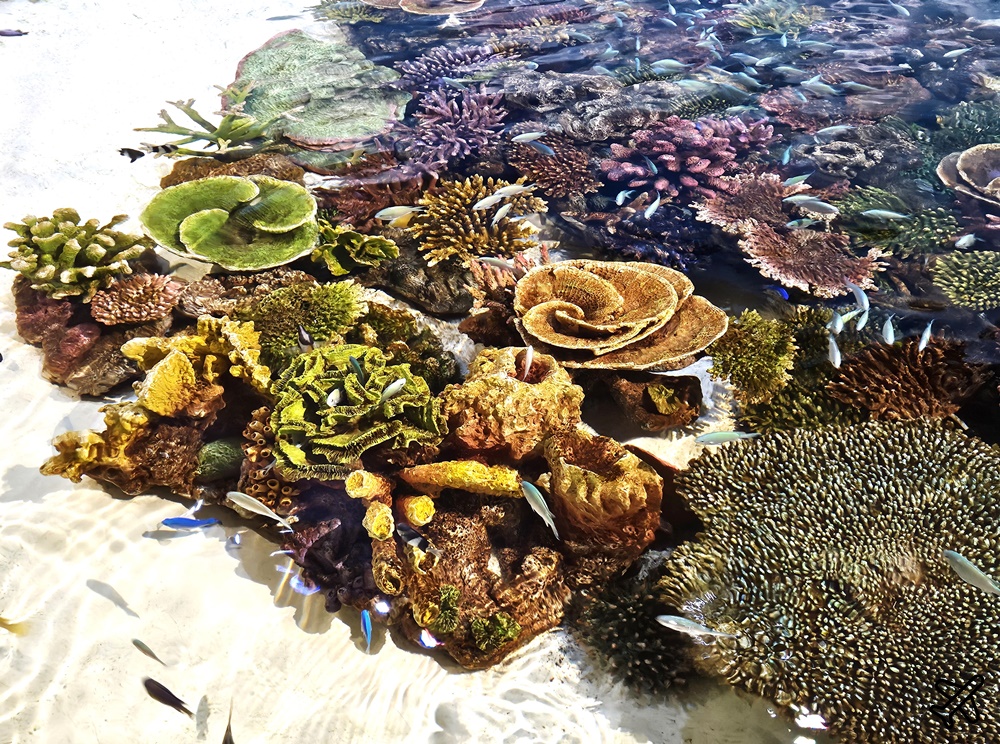 2026沖繩自由行 DMM Kariyushi水族館 購物+逛水族館一次完成 最新沖繩景點