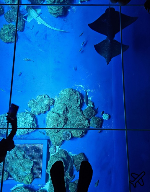 2026沖繩自由行 DMM Kariyushi水族館 購物+逛水族館一次完成 最新沖繩景點