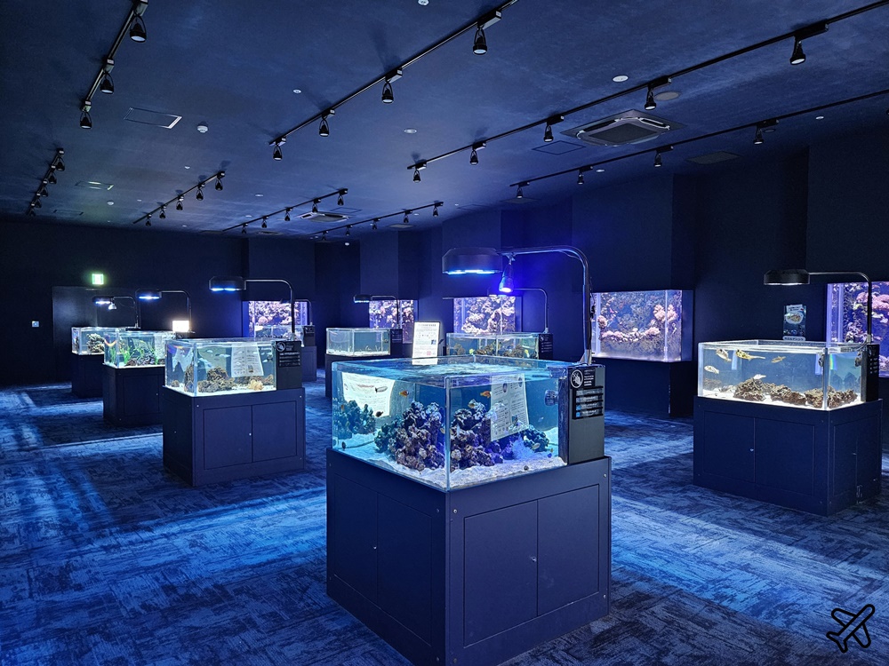 2026沖繩自由行 DMM Kariyushi水族館 購物+逛水族館一次完成 最新沖繩景點
