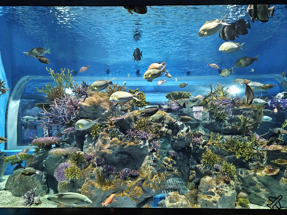 2026沖繩自由行 DMM Kariyushi水族館 購物+逛水族館一次完成 最新沖繩景點