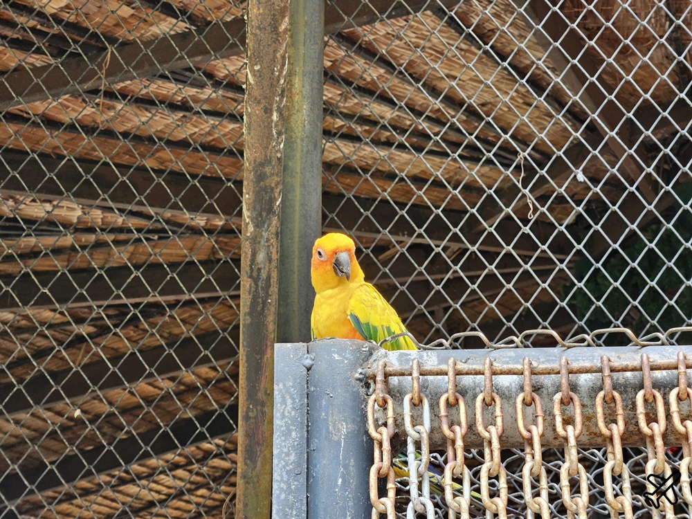 考艾景點 波那拉異國動物園 Bonanza Exotic Zoo 親子動物園 餵食體驗很有趣 泰國旅遊推薦