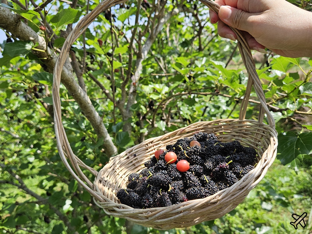 泰國考艾景點 桑椹考艾 有機桑椹農場 自採新鮮桑椹 Mulberry Khaoyai 泰國旅遊推薦 泰國考艾景點 桑椹考艾 有機桑椹農場 自採新鮮桑椹 Mulberry Khaoyai 泰國旅遊推薦