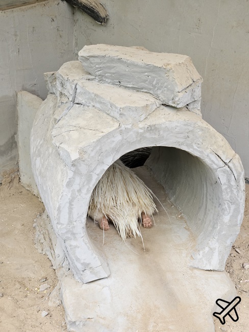 考艾景點 波那拉異國動物園 Bonanza Exotic Zoo 親子動物園 餵食體驗很有趣 泰國旅遊推薦