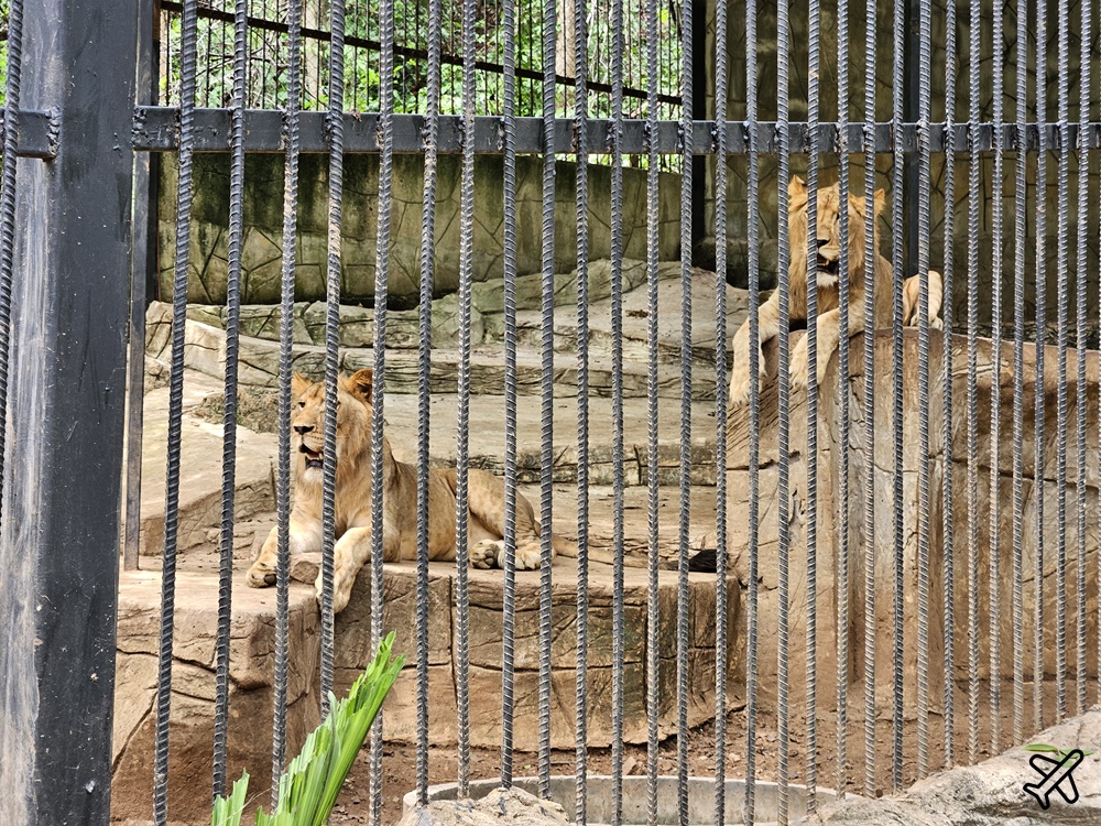 考艾景點 波那拉異國動物園 Bonanza Exotic Zoo 親子動物園 餵食體驗很有趣 泰國旅遊推薦