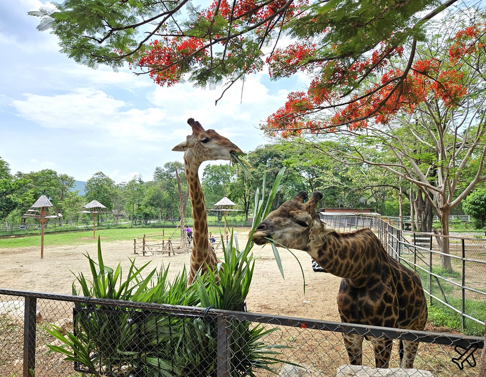 考艾景點 波那拉異國動物園 Bonanza Exotic Zoo 親子動物園 餵食體驗很有趣 泰國旅遊推薦