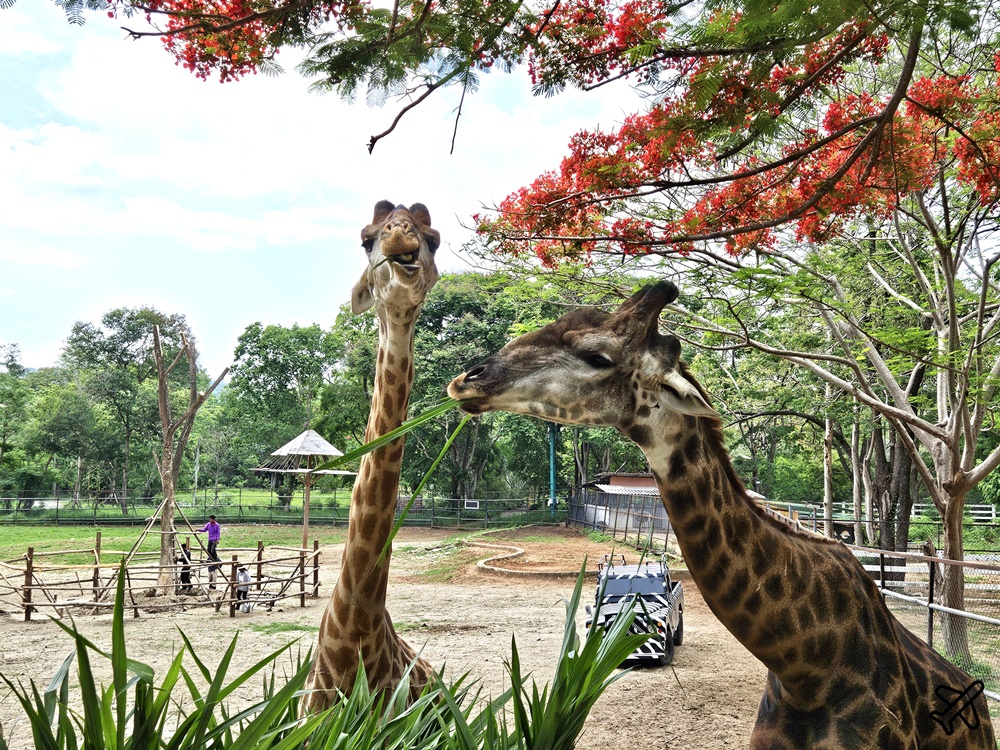 考艾景點 波那拉異國動物園 Bonanza Exotic Zoo 親子動物園 餵食體驗很有趣 泰國旅遊推薦 考艾景點 波那拉異國動物園 Bonanza Exotic Zoo 親子動物園 餵食體驗很有趣 泰國旅遊推薦
