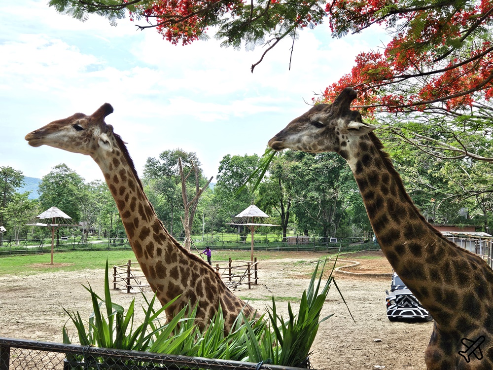 考艾景點 波那拉異國動物園 Bonanza Exotic Zoo 親子動物園 餵食體驗很有趣 泰國旅遊推薦