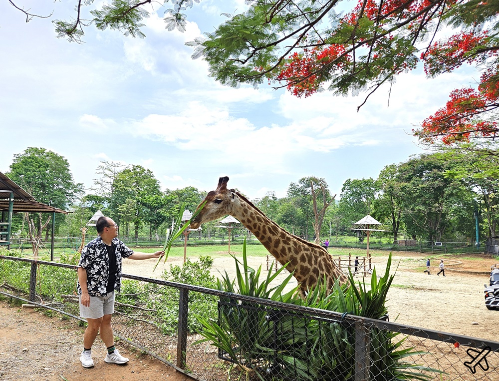 考艾景點 波那拉異國動物園 Bonanza Exotic Zoo 親子動物園 餵食體驗很有趣 泰國旅遊推薦