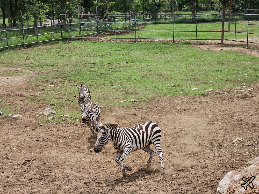 考艾景點 波那拉異國動物園 Bonanza Exotic Zoo 親子動物園 餵食體驗很有趣 泰國旅遊推薦