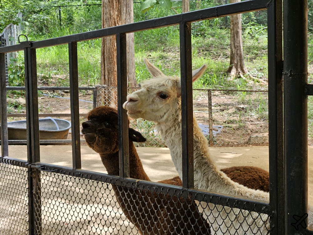 考艾景點 波那拉異國動物園 Bonanza Exotic Zoo 親子動物園 餵食體驗很有趣 泰國旅遊推薦