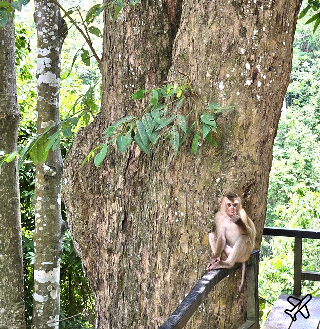 2026考艾景點懶人包 考艾國家公園、怎麼包車玩考艾、考艾多日遊 泰國旅遊推薦