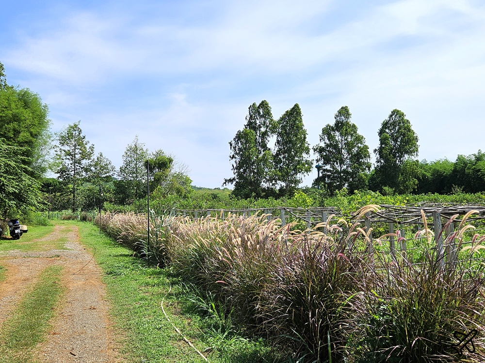 泰國考艾景點 桑椹考艾 有機桑椹農場 自採新鮮桑椹 Mulberry Khaoyai 泰國旅遊推薦