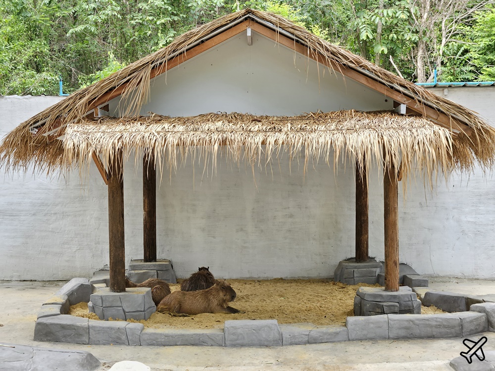 考艾景點 波那拉異國動物園 Bonanza Exotic Zoo 親子動物園 餵食體驗很有趣 泰國旅遊推薦