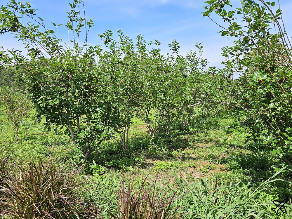 泰國考艾景點 桑椹考艾 有機桑椹農場 自採新鮮桑椹 Mulberry Khaoyai 泰國旅遊推薦