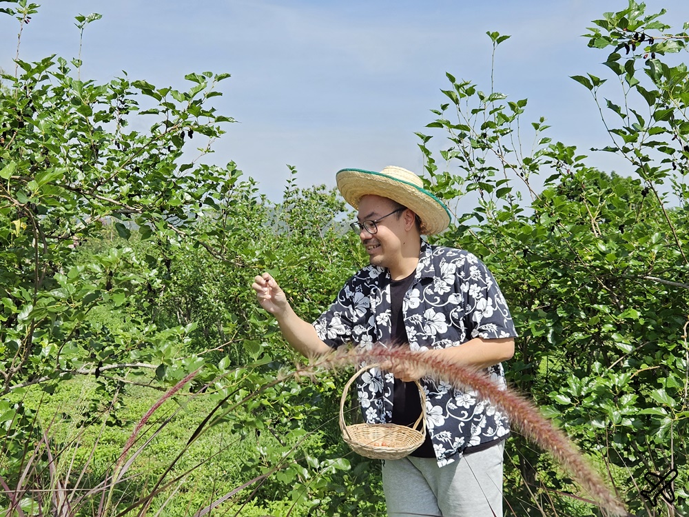 泰國考艾景點 桑椹考艾 有機桑椹農場 自採新鮮桑椹 Mulberry Khaoyai 泰國旅遊推薦 @AJ的旅行地圖