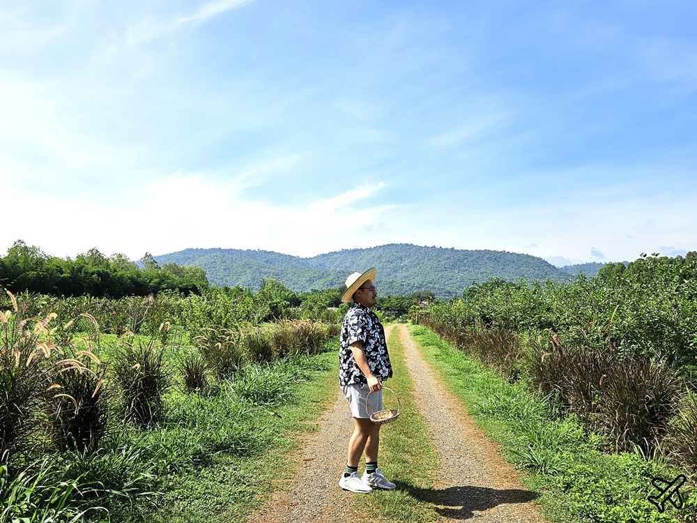 泰國考艾景點 桑椹考艾 有機桑椹農場 自採新鮮桑椹 Mulberry Khaoyai 泰國旅遊推薦 泰國考艾景點 桑椹考艾 有機桑椹農場 自採新鮮桑椹 Mulberry Khaoyai 泰國旅遊推薦