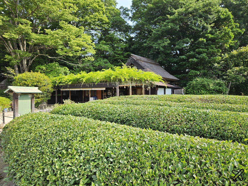 日本岡山後樂園 日本三名園之一 岡山城景觀咖啡廳 日本岡山景點推薦