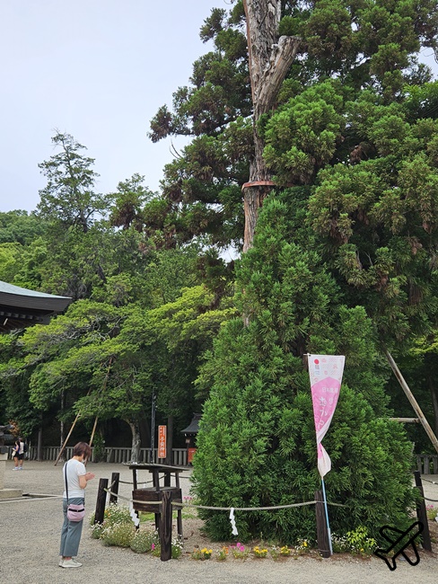 日本岡山景點 吉備津神社、吉備津彥神社 搭JR桃太郎線電車逛神社