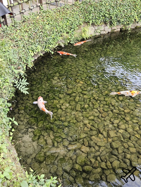 日本岡山後樂園 日本三名園之一 岡山城景觀咖啡廳 日本岡山景點推薦