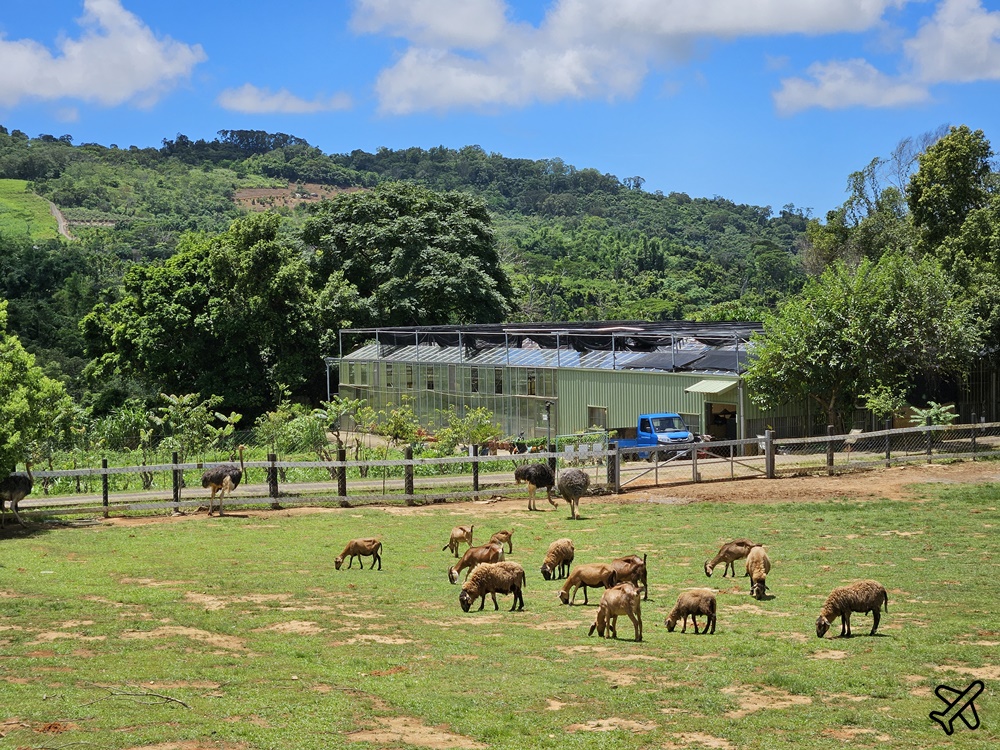 台東景點 原生應用植物園 養生火鍋吃到飽、親子牧場、空中步道 台東旅遊推薦