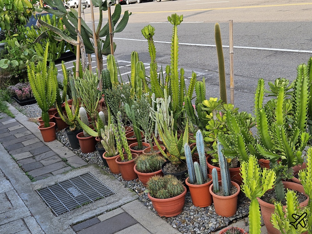 台中景點 台中花市與花卉拍賣市場 台中花市推薦