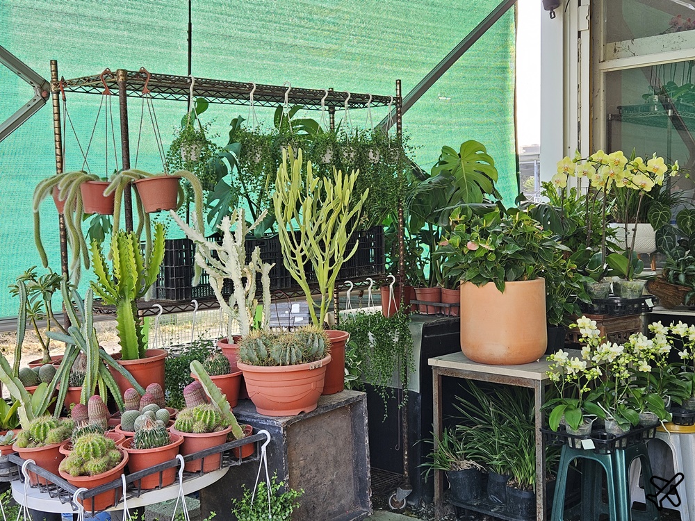 台中景點 台中花市與花卉拍賣市場 台中花市推薦