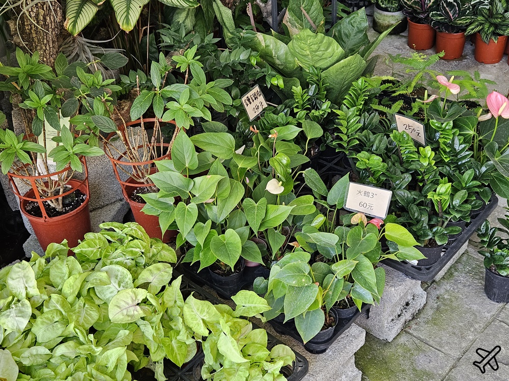 台中景點 台中花市與花卉拍賣市場 台中花市推薦